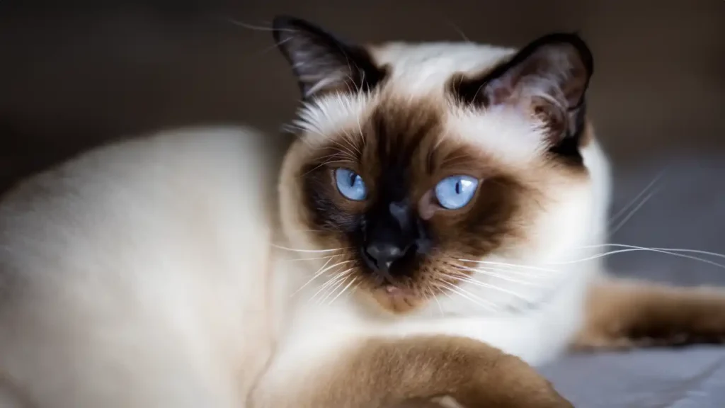 Temperament and Personality of the Siamese Cat