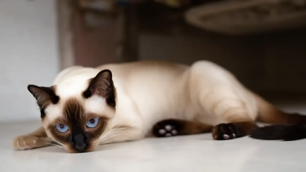 Physical Characteristics of the Siamese Cat