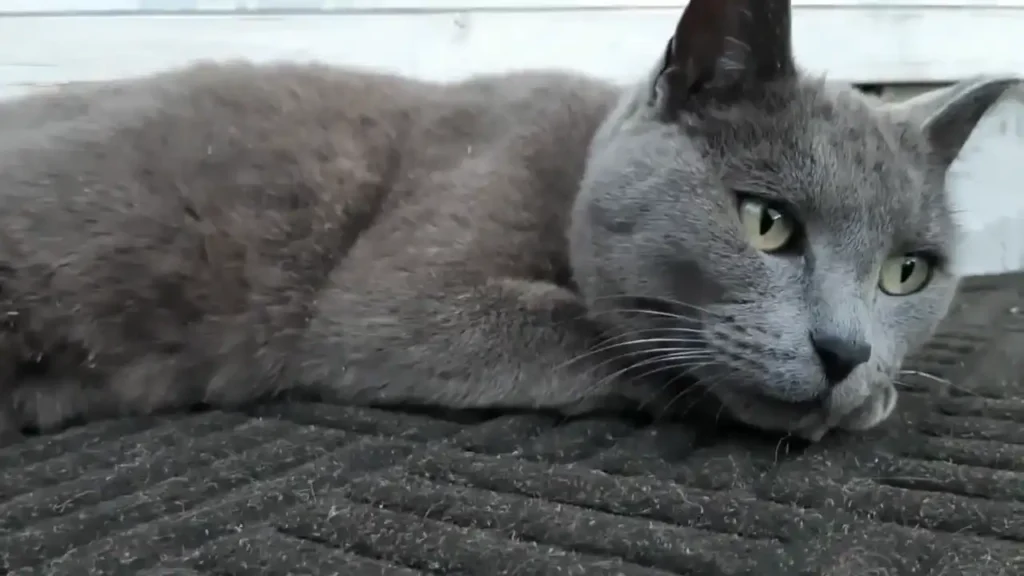 Owning a Korat Cat